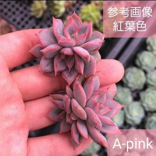 pink-rose様　多肉植物棚　GAI-80SZ1 pink-rose様 多肉植物棚 GAI-80SZ1 - メルカリ