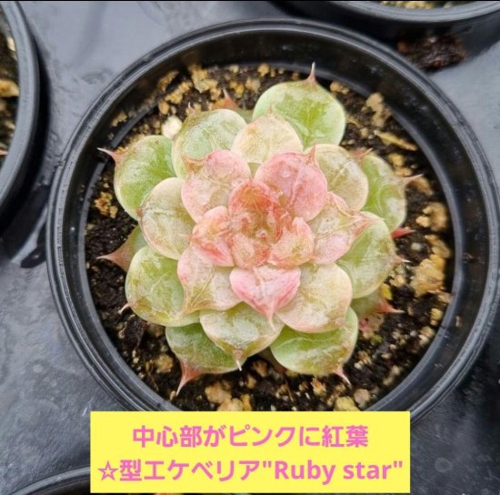 Ruby star/多肉植物のお店 mimo succulent