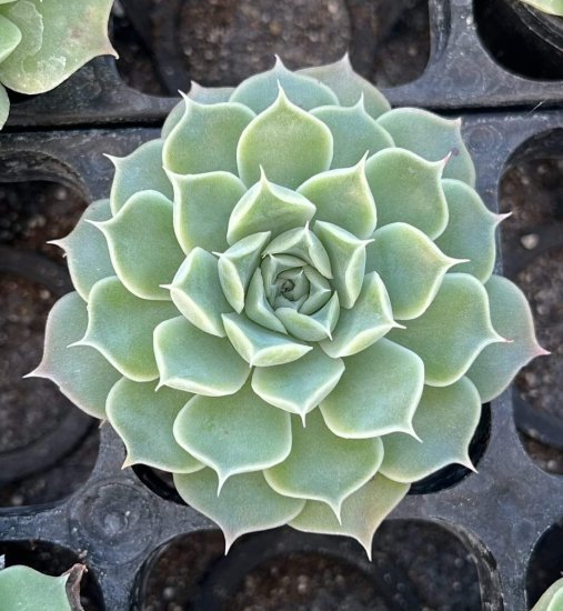 mimo succulent