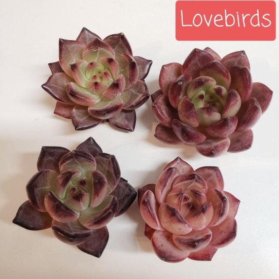 Love birds/多肉植物のお店　mimo succulent