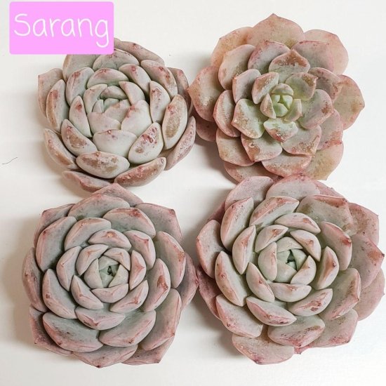 Sarang/多肉植物のお店 mimo succulent