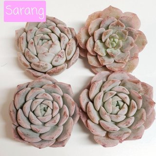 Sarang