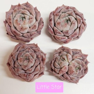 Little star