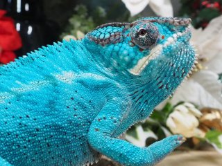 ѥ󥵡쥪/ΥTBPanther ChameleonNosy-be True Blue CB