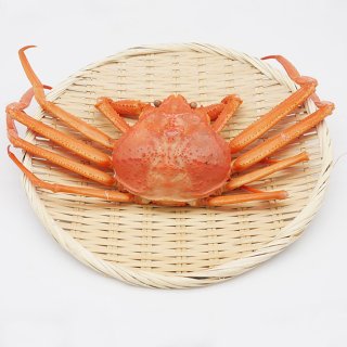 【中】日本海産　紅ズワイガニ姿【茹で蟹】