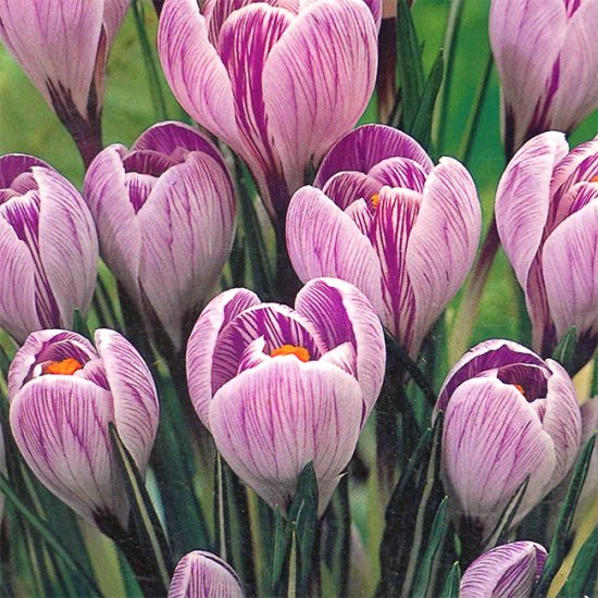 春の訪れを告げる花 クロッカス 白紫 水栽培用球根 Karen