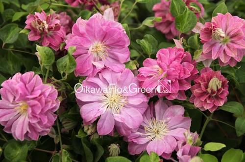 クレマチス パテンス八重系 (早咲き大輪系) ラナ １苗 2025秋 新作♡ クレマチス 'ラナ' 系統：パテンス八重系 12cmポット 及川フラ