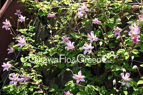 クレマチス専門ナーセリー 及川フラグリーン ミーネ・ベル（ミニ・ベル）