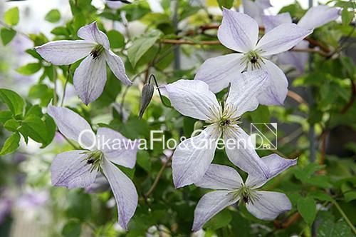クレマチス専門ナーセリー 及川フラグリーン ノーザン・ライツ