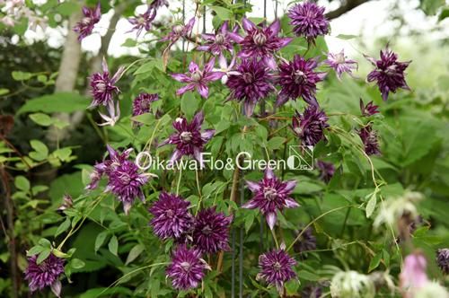 クレマチス専門ナーセリー 及川フラグリーン サイド・ストーリー