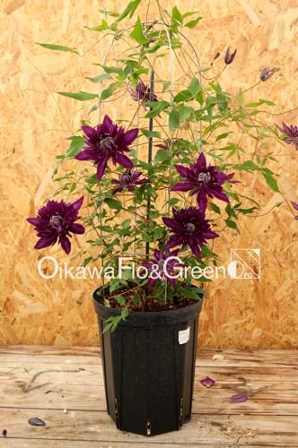 クレマチス専門ナーセリー 及川フラグリーン サイド・ストーリー