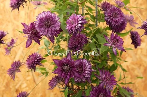 クレマチス専門ナーセリー 及川フラグリーン サイド・ストーリー