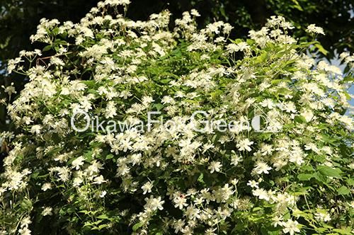 クレマチス専門ナーセリー 及川フラグリーン サマー・スノー