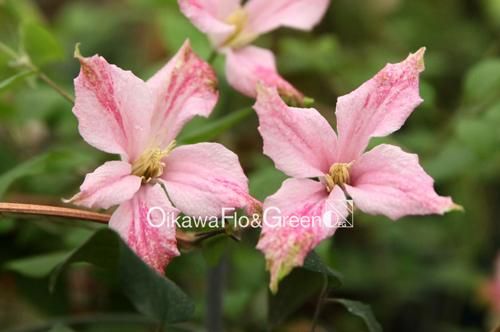 クレマチス　ピンクテイラー　新品種　テキセンシス　ヴィオルナ系 クレマチス ピンクテイラー 新品種 テキセンシス ヴィオルナ系 苗