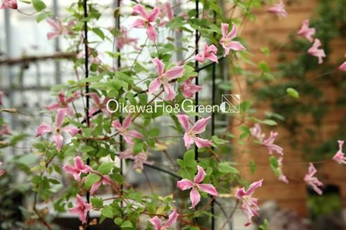 ♛° きれいなピンク色のクレマチス♡   癒しの造花アレンジメント♧ メロディー Melody ピンク系でいちばん好きなクレマチスです🩷 俯き