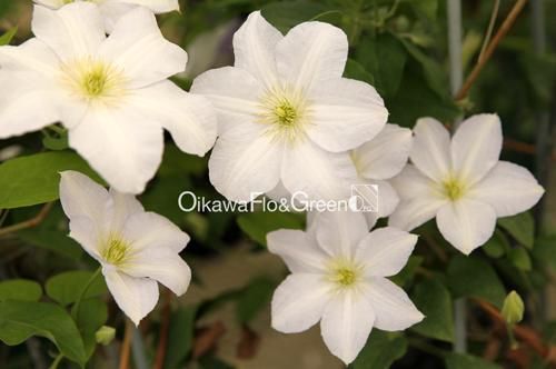 クレマチス専門ナーセリー 及川フラグリーン ホワイト・アルバム