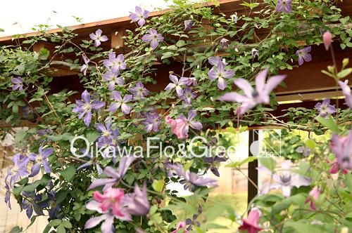 及川フラグリーン二苗セット✳︎流星&あわい 及川フラグリーン二苗セット✳︎流星&あわい - メルカリ