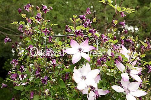 クレマチス専門ナーセリー 及川フラグリーン クリオネ