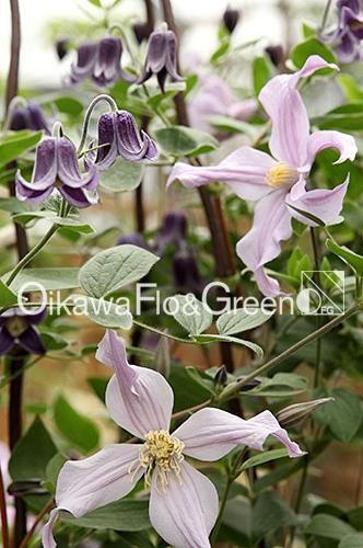 クレマチス専門ナーセリー 及川フラグリーン ミルキー・ウェイ