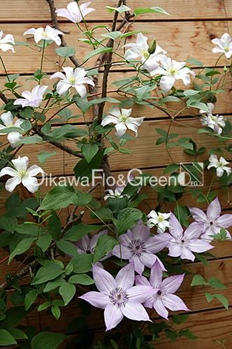 クレマチス専門ナーセリー 及川フラグリーン フルディーン