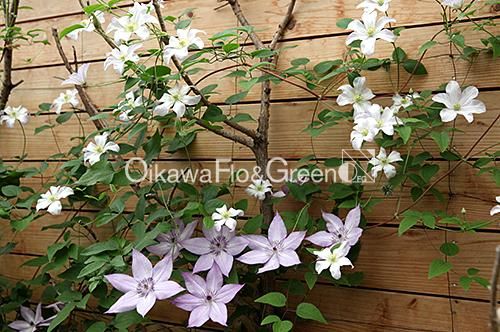 クレマチス専門ナーセリー 及川フラグリーン フォンド・メモリーズ