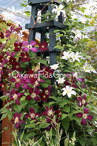 クレマチス専門ナーセリー 及川フラグリーン ミケリティー（ミケリテ）