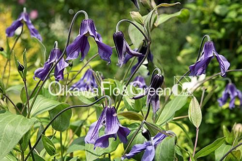 クレマチス専門ナーセリー 及川フラグリーン フローレ・ブルー