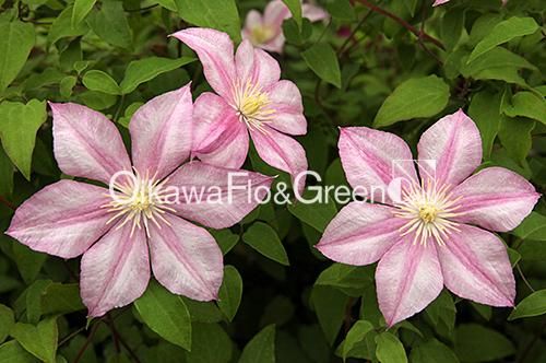 チェリーキャット様、まとめ チェリーキャット様、まとめ 新作公開】≪2024 Retro Cherryシリーズ