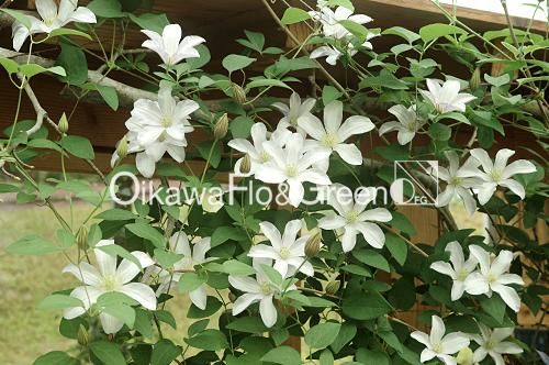 クレマチス専門ナーセリー 及川フラグリーン フルディーン