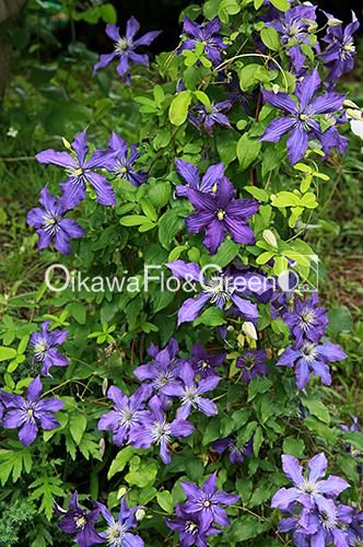 クレマチス専門ナーセリー 及川フラグリーン ラプソディー