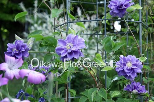 クレマチス専門ナーセリー 及川フラグリーン 双雲