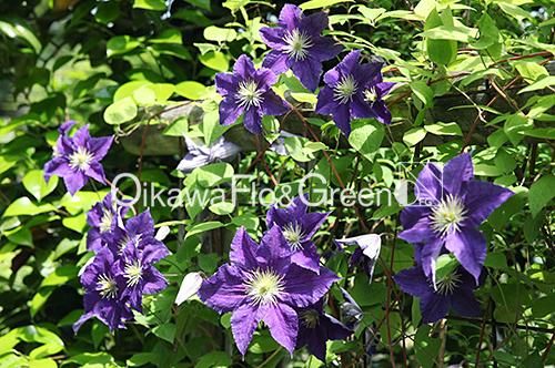 クレマチス専門ナーセリー 及川フラグリーン ウィズリー