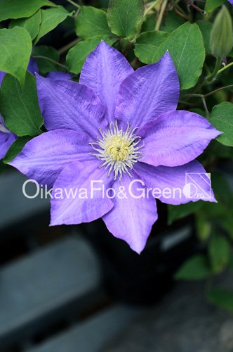 クレマチス・ナーセリー 及川フラグリーン Clematis Nursery Oikawa