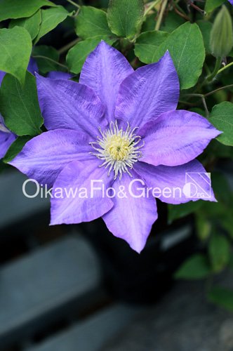 H.F. ヤング<br>Clematis 'H.F. Young'