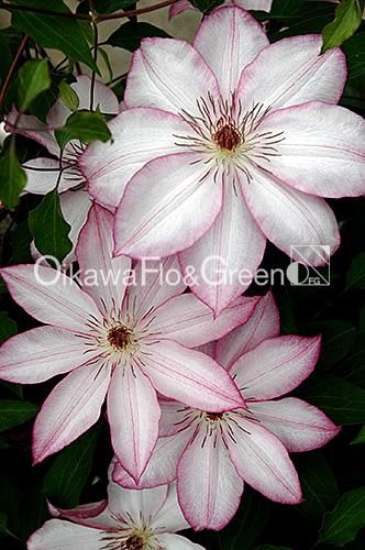 クレマチス専門ナーセリー 及川フラグリーン 面白