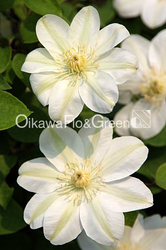 󥸡꡼ʥ󥸡꡼<br>Clematis Guernsey Cream<img class='new_mark_img2' src='https://img.shop-pro.jp/img/new/icons27.gif' style='border:none;display:inline;margin:0px;padding:0px;width:auto;' />