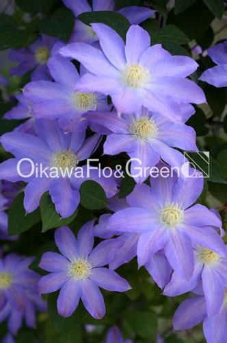 クレマチス　三年生株 楽天市場】クレマチス3色植え （組み合わせはおまかせ）6号鉢 3