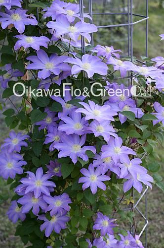 ナカツネ様専用 クレマチス 10点 湘南クレマチス園 - 夏茜