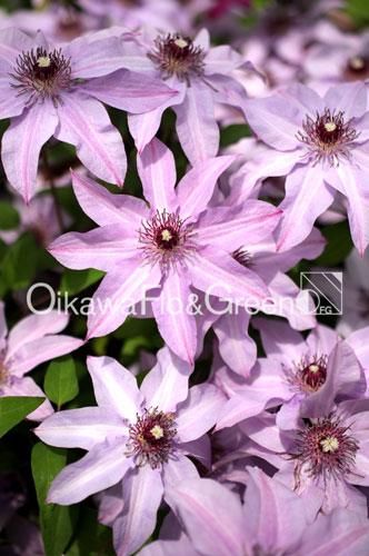 クレマチス！　クリンスイ Clematis Series 2025 No.25] A day of training new branches