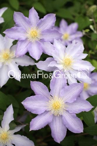 クレマチス専門ナーセリー 及川フラグリーン 早池峰