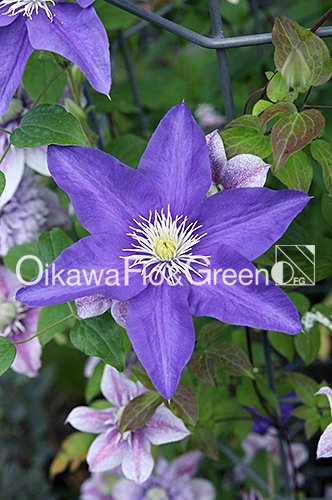 クレマチス・ナーセリー 及川フラグリーン Clematis Nursery Oikawa