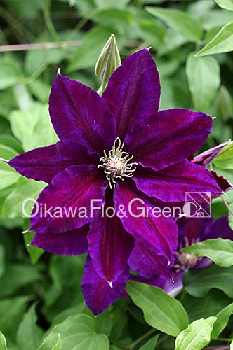 クレマチス・ナーセリー 及川フラグリーン Clematis Nursery Oikawa