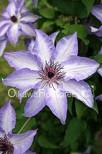 クレマチス・ナーセリー 及川フラグリーン Clematis Nursery Oikawa