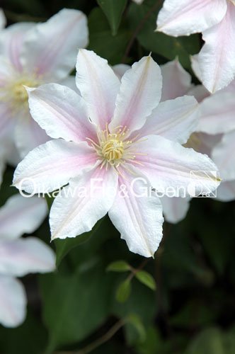 <br>Clematis Momo<br>ե饰꡼Υꥸʥ<img class='new_mark_img2' src='https://img.shop-pro.jp/img/new/icons27.gif' style='border:none;display:inline;margin:0px;padding:0px;width:auto;' />