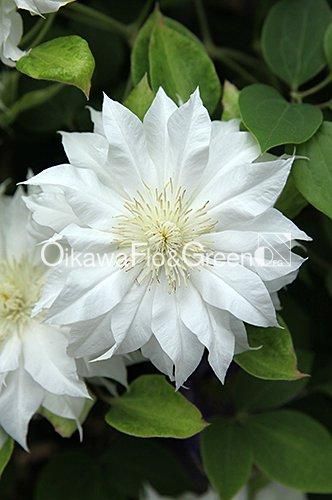 ƥå<br>Clematis Arctic Queen = Evitwo<img class='new_mark_img2' src='https://img.shop-pro.jp/img/new/icons27.gif' style='border:none;display:inline;margin:0px;padding:0px;width:auto;' />