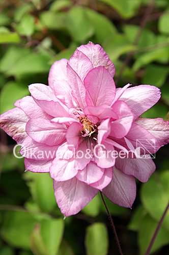 クレマチス・ナーセリー 及川フラグリーン Clematis Nursery Oikawa