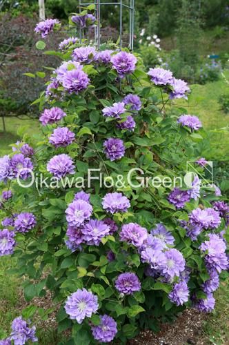 ナカツネ　クレマチス　10点 165891282_o3.jpg?