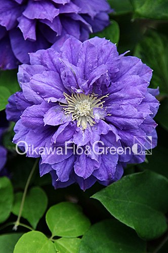 クレマチス・ナーセリー 及川フラグリーン Clematis Nursery Oikawa