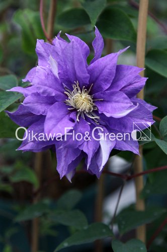 クレマチス・ナーセリー 及川フラグリーン Clematis Nursery Oikawa