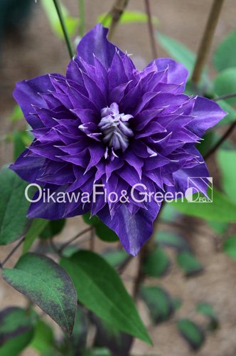 クレマチス・ナーセリー 及川フラグリーン Clematis Nursery Oikawa